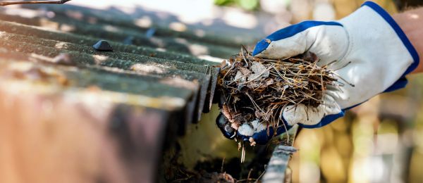 Pine Needle Gutter Cleaning in Turlock